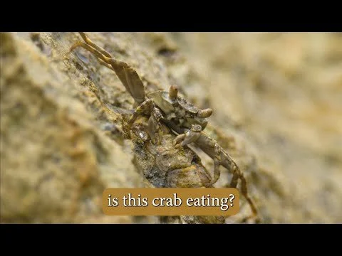 Barbados Crab and Sea Cradle