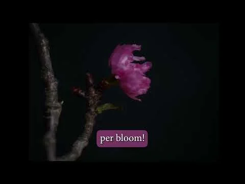 Chrysanthemum (Kikuzakura) Cherry Blossom Timelapse