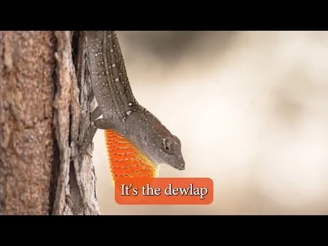 Barbados Brown Anole