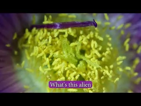 Chilean Sea Fig Timelapse