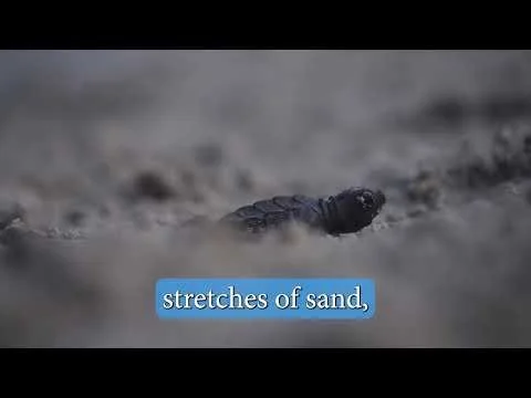 Barbados Sea Turtle Hatchlings