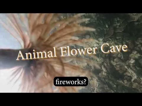 Animal Flower Cave - Feather Worms