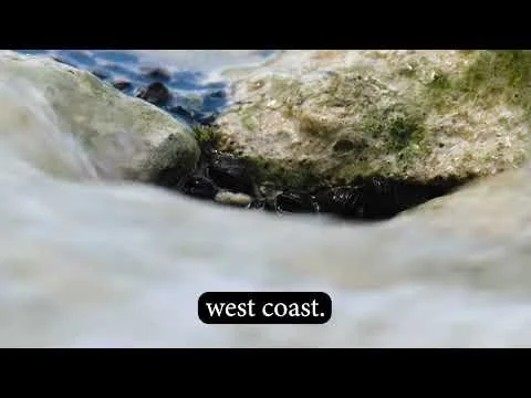 Barbados Mussels filmed with Laowa Probe Lens