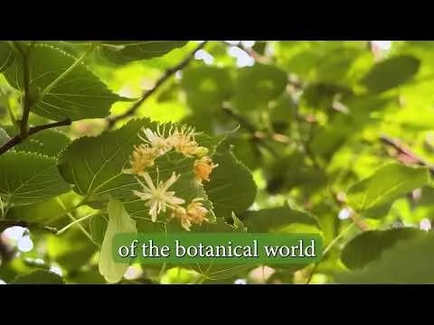 Small Leaved Lime Timelapse