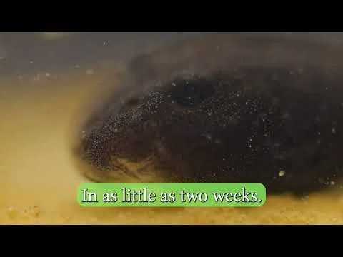 Cane Toad Tadpoles - Barbados