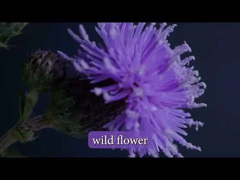 Canada Thistle Timelapse