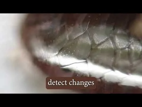 NOT the Barbados Threadsnake