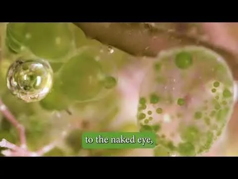 Bubble Algae Timelapse