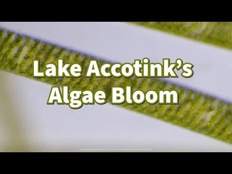 Lake Accotink Algae Bloom