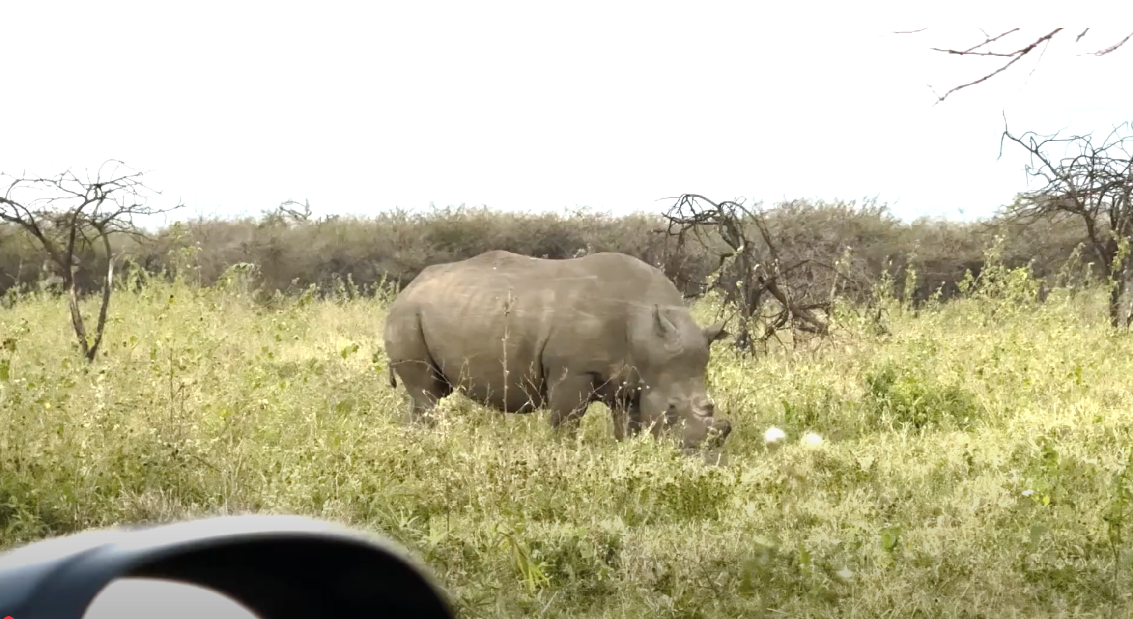 First Rhino Encounter with NEWF