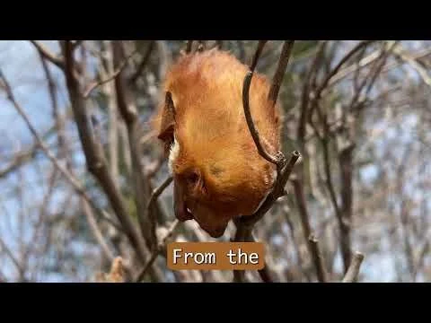 Bats from Around the World: Halloween Edition