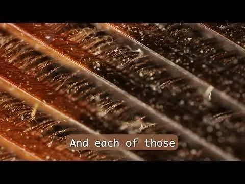 Turkey Feathers Under The Microscope