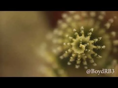 Barbados Christmas Tree Worm