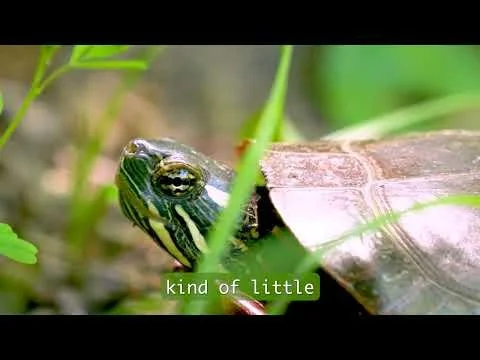 Painted Turtle Laying Eggs
