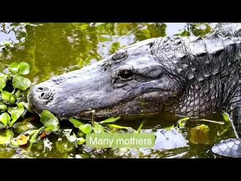 A Gainesville Mother’s Day: Mama and Baby Alligators