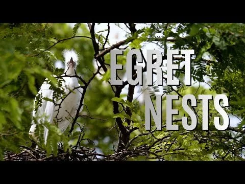 Barbados Egret Rookery