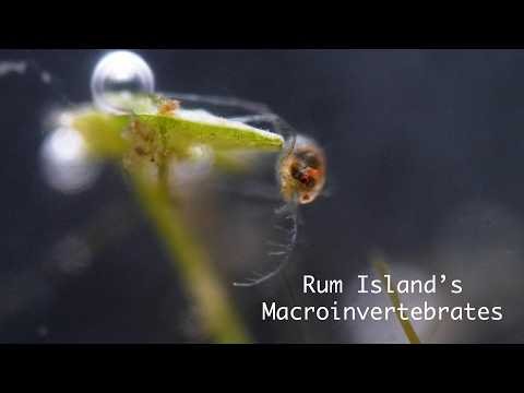 Rum Island's Macroinvertebrates