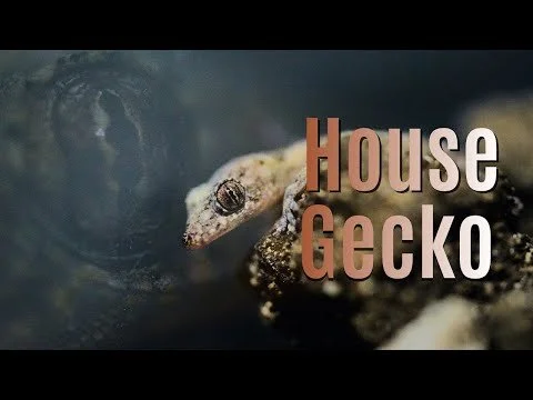 Barbados House Geckos