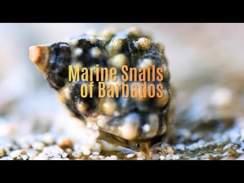 Barbados Marine Snails