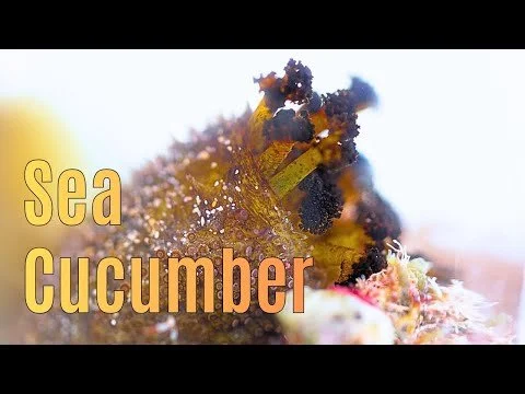 Barbados Sea Cucumber