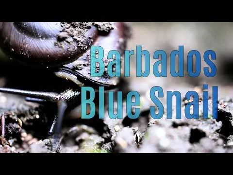 Barbados Blue Land Snail