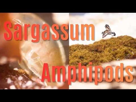 Barbados Sargassum Amphipods