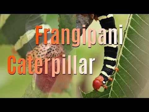 Barbados Frangipani Caterpillar