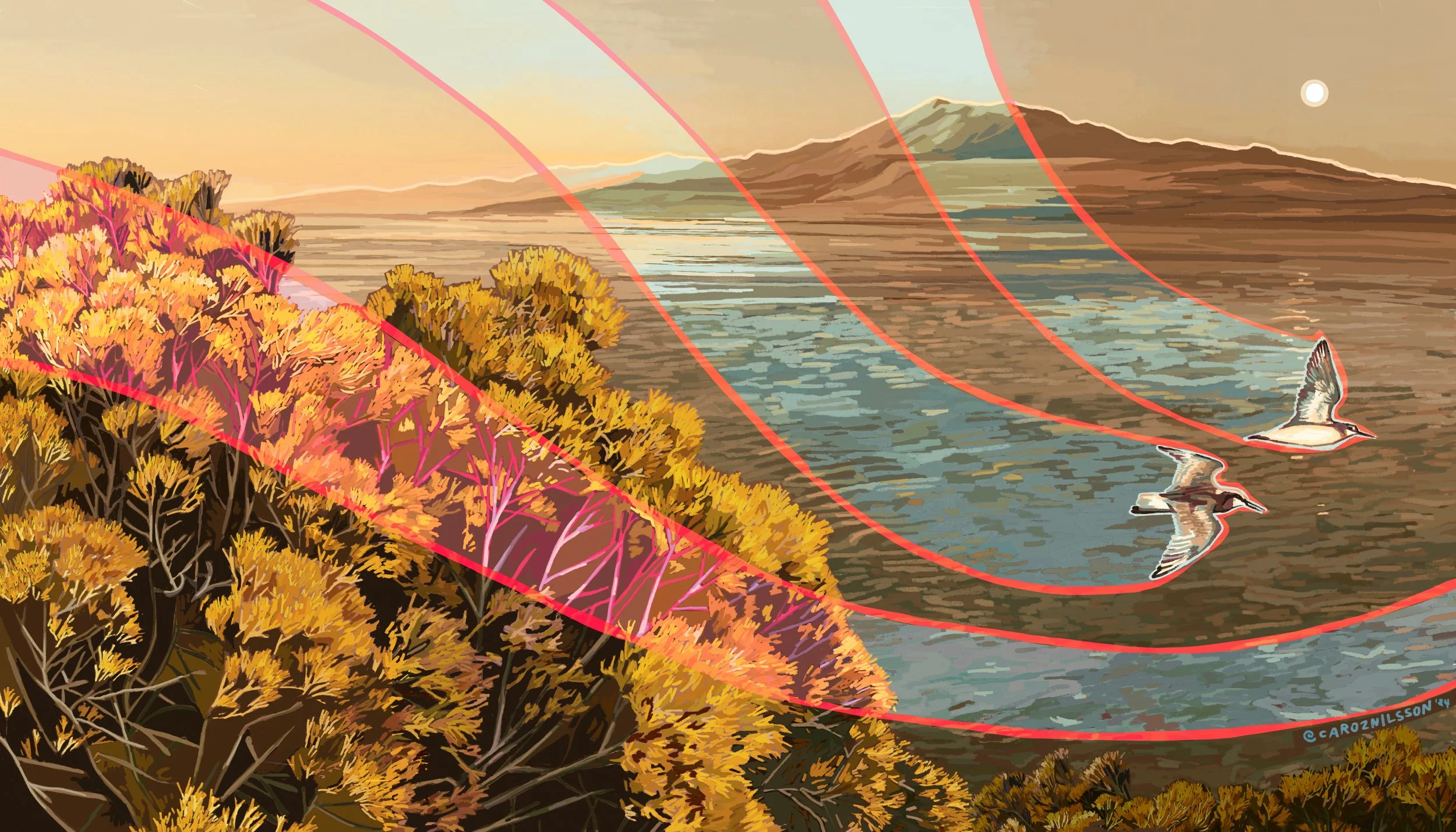 Wilson's Phalarope.jpg