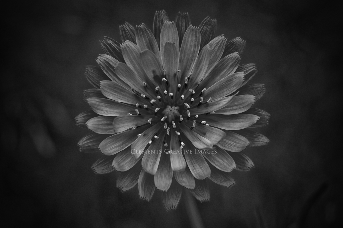 yellow-flower---IMG_1950-wet-rocks.jpg