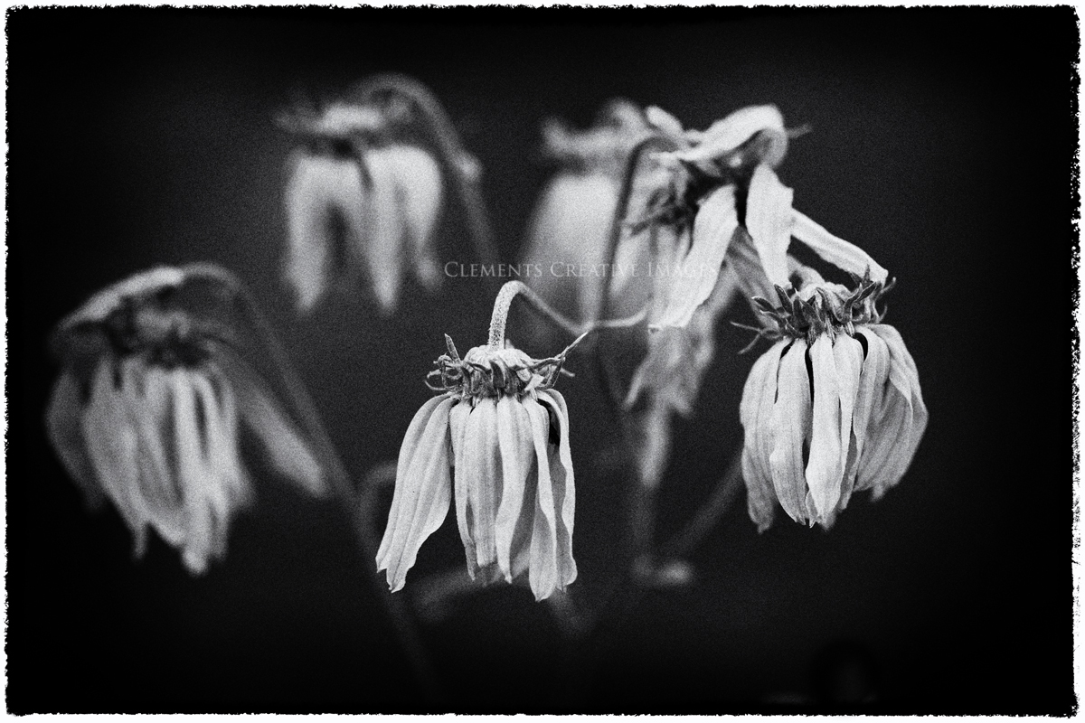 IMG_2761-dying-flowers.jpg