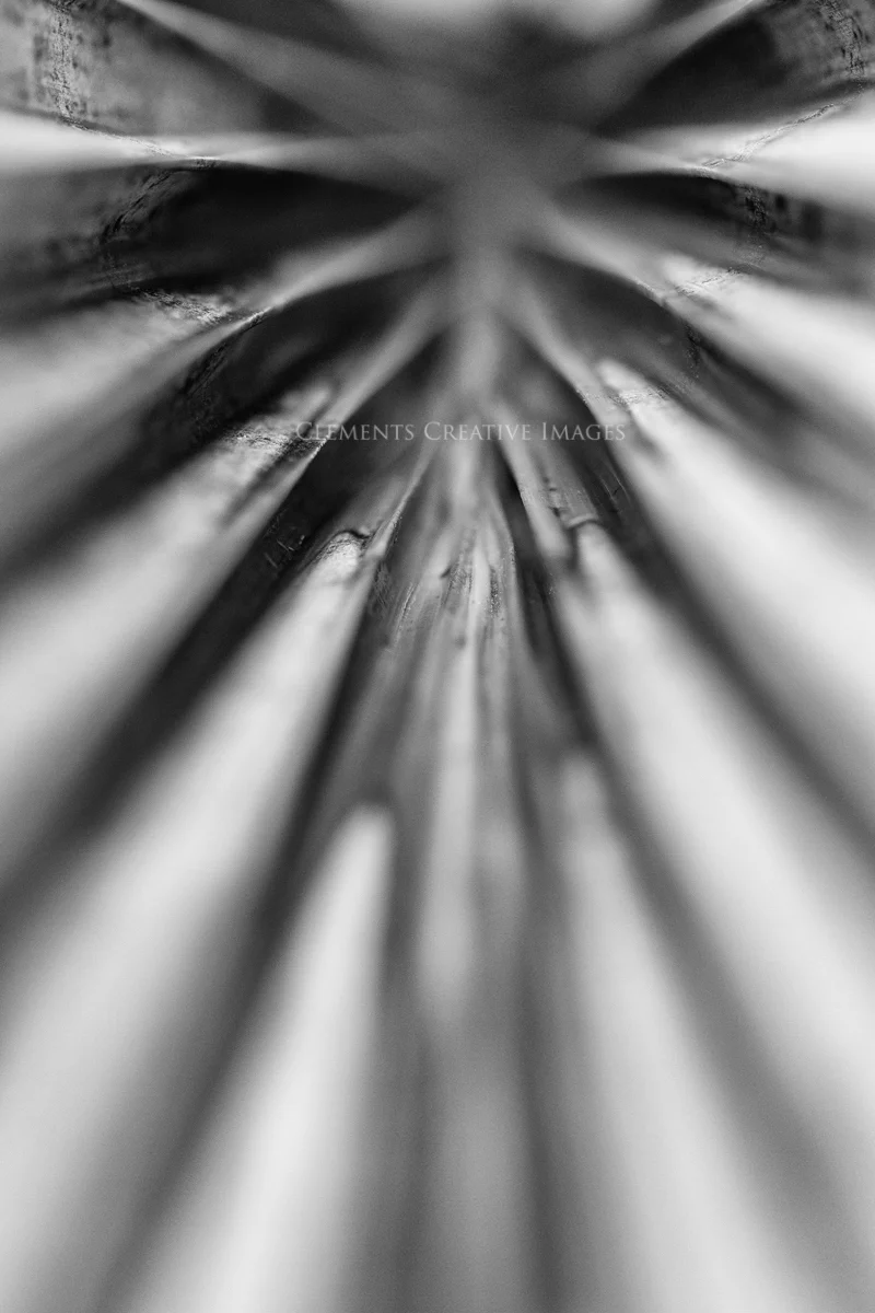IMG_6183-palm-frond.jpg