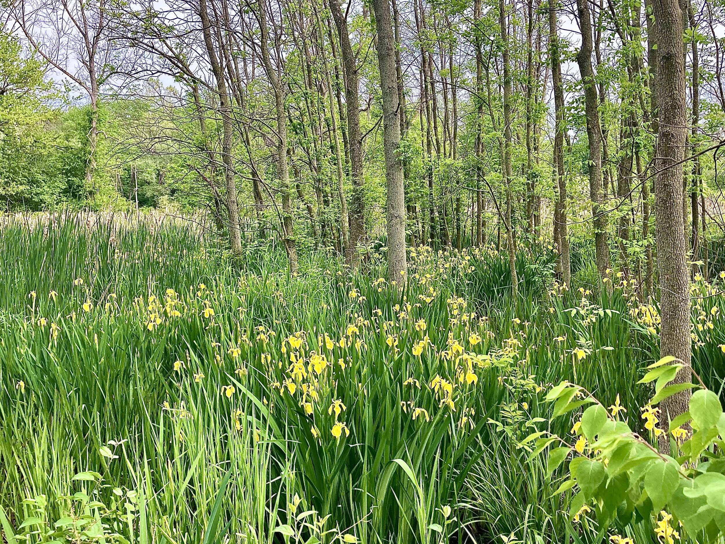 Bright yellow swamp irises cover the ground with dark green leafy trees behind