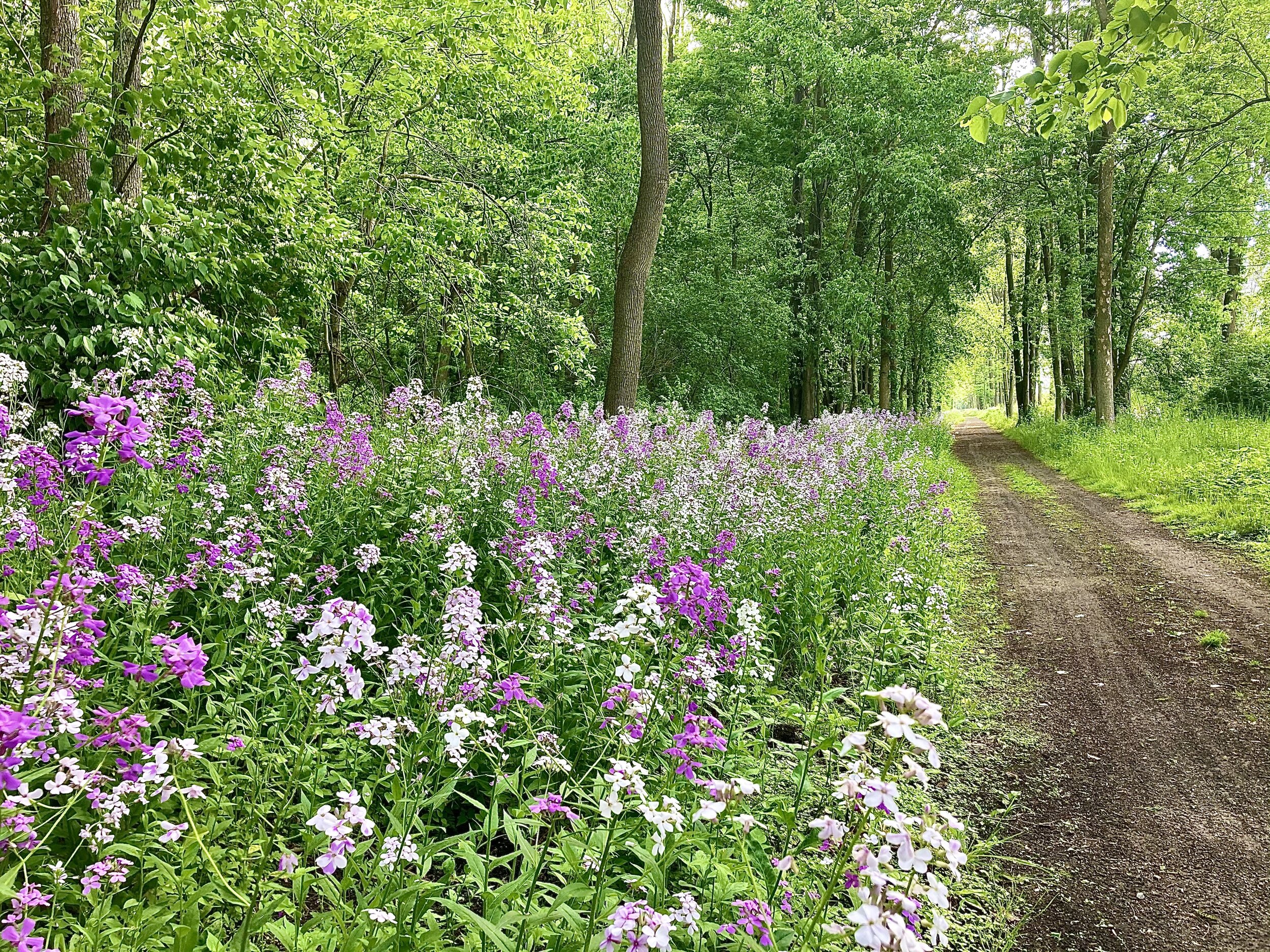 Pink, white, and purple dame's rocket flowers blanket the sides of a dirt path, with dark green leafy trees behind