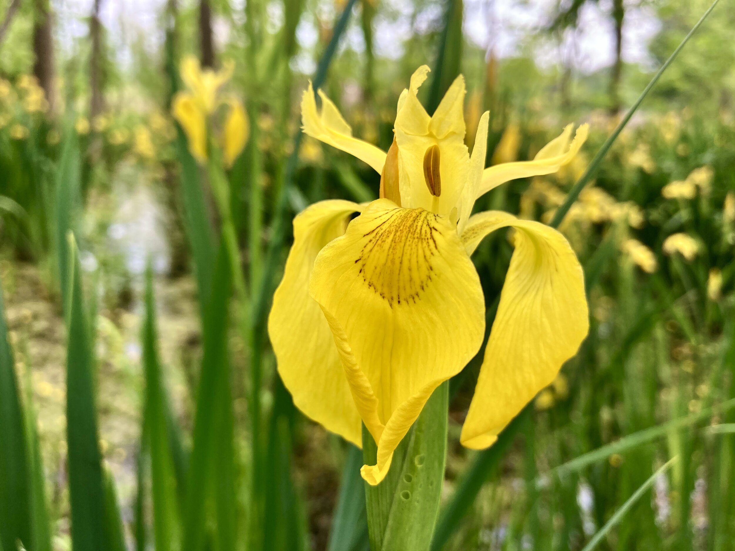 Bright yellow swamp iris with others out of focus behind