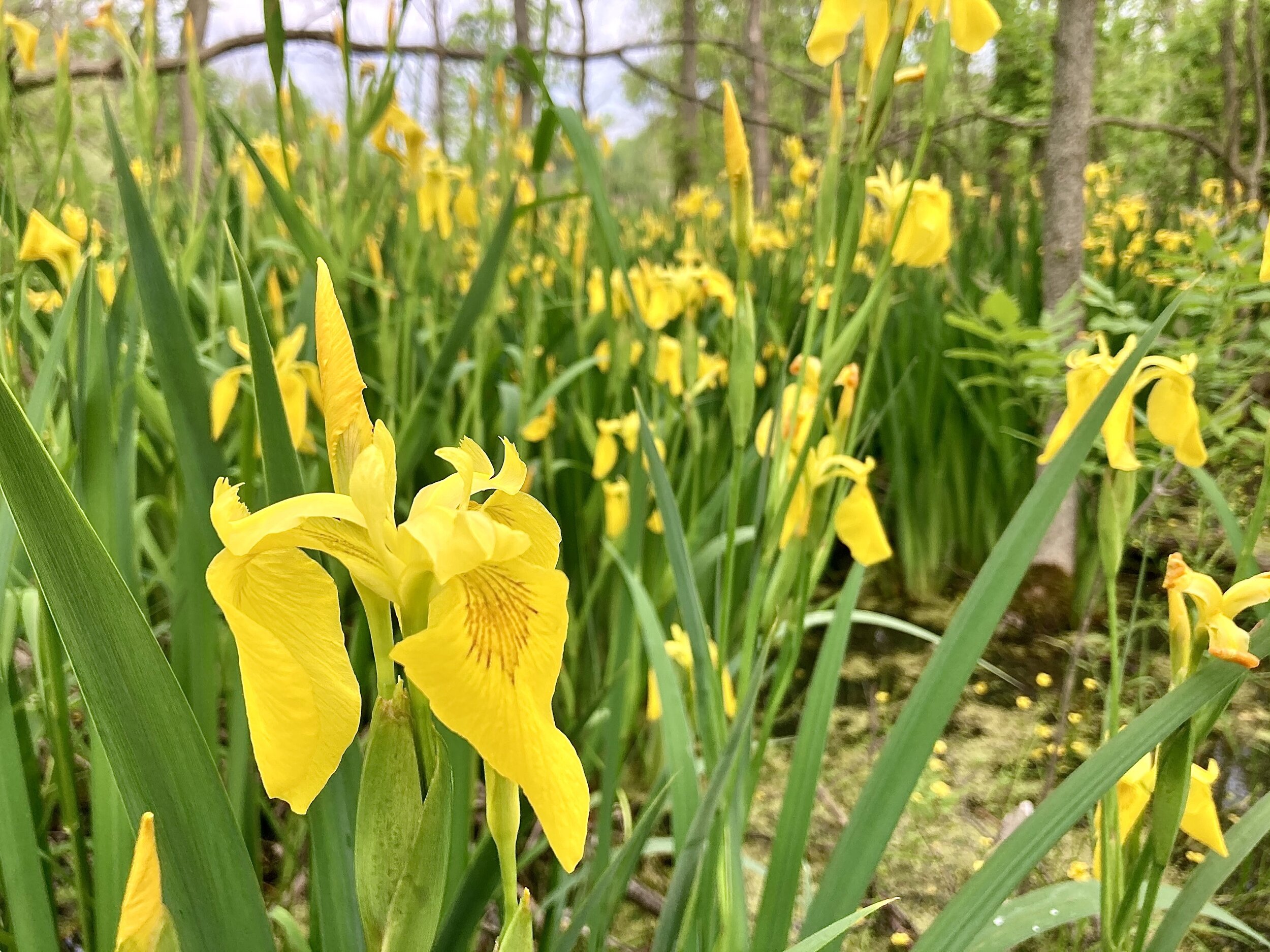 A field of bright yellow swamp irises and their deep green stalks