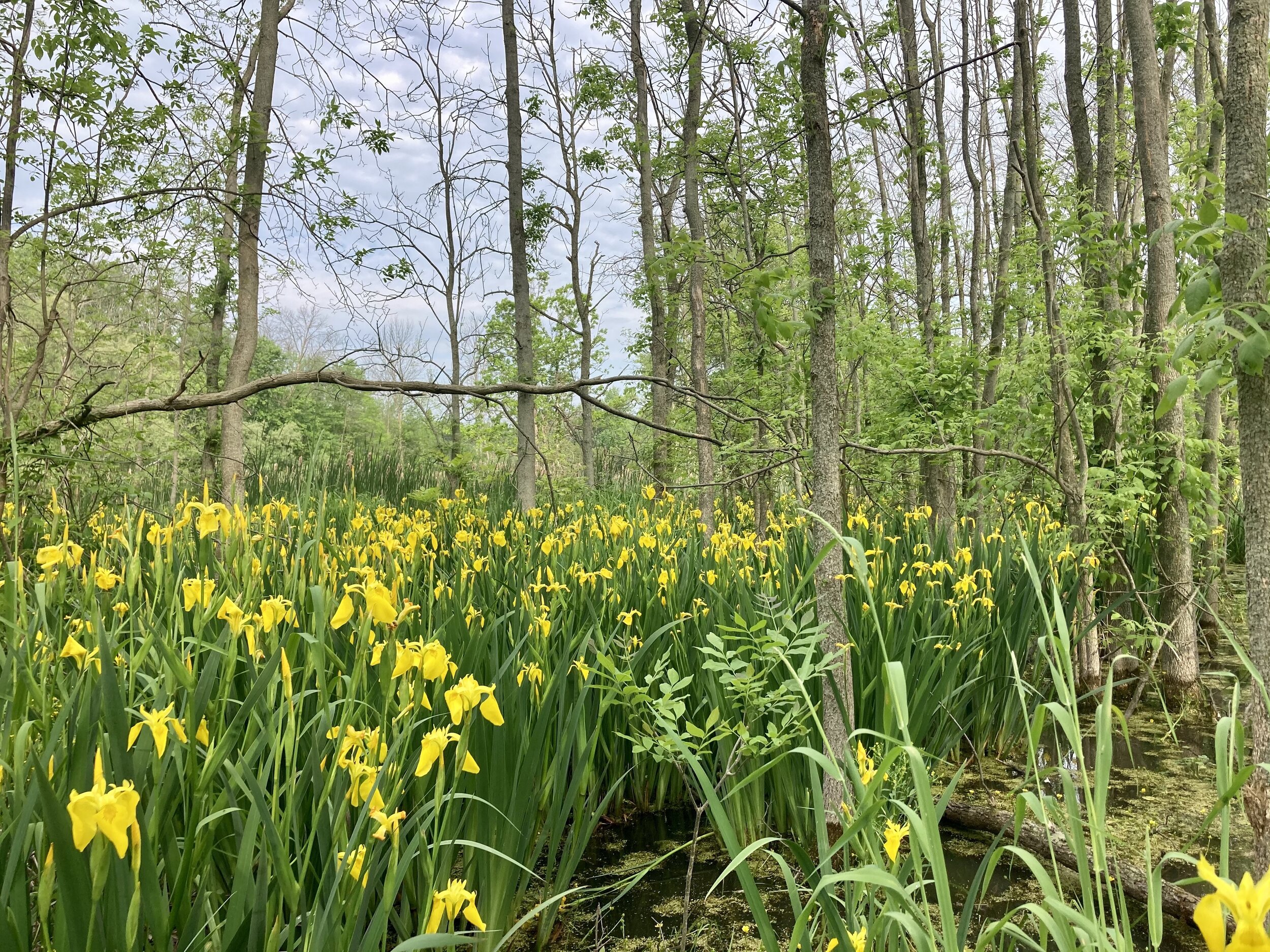Bright yellow swamp irises cover the ground with tall tree trunks behind