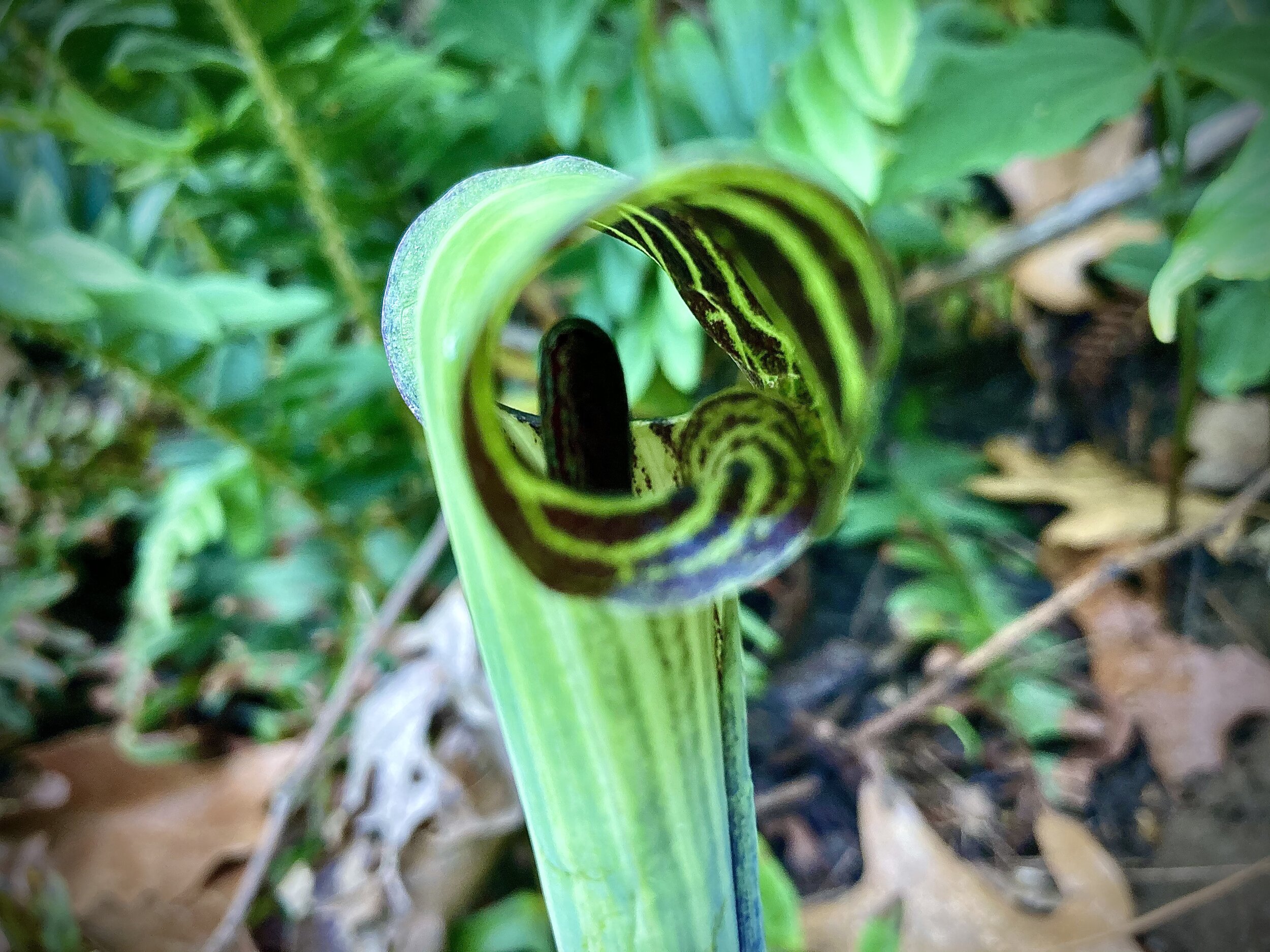 Green and red jack in the pulpit viewed from the side