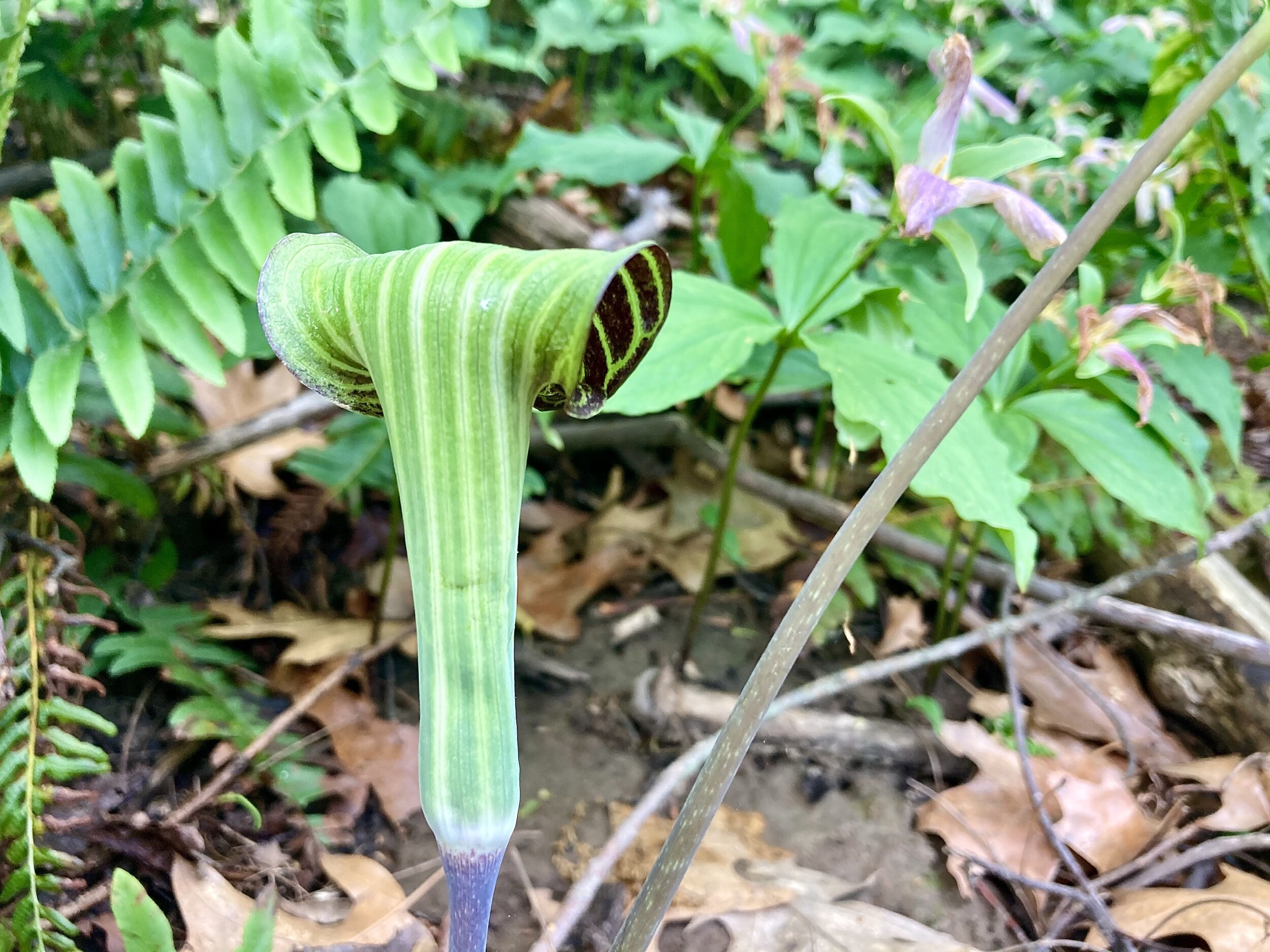 Back of a green striped jack-in-the-pulpit among fern and dying trillium