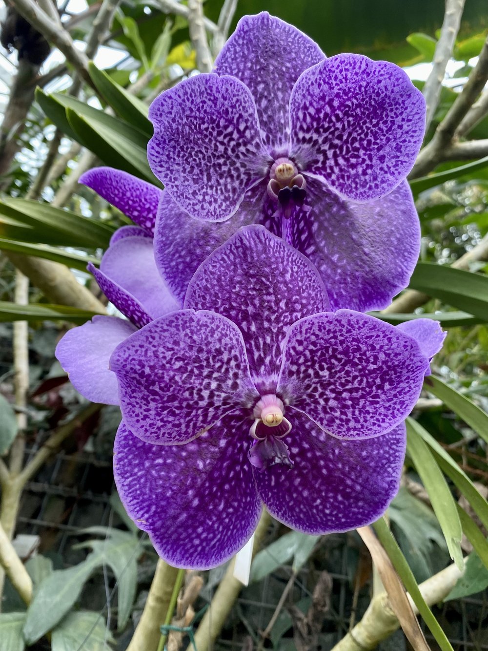 Scavenger Hunt Gardens Greenhouse Large Purple Orchids.jpg