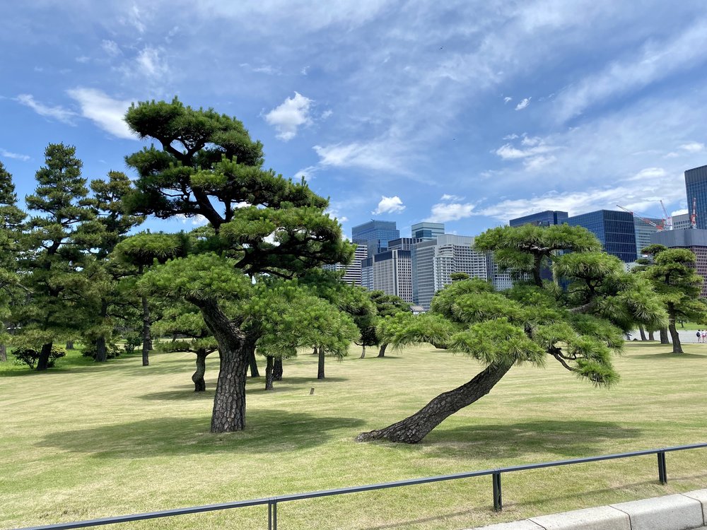 Imperial Palace Gardens with Tokyo Behind