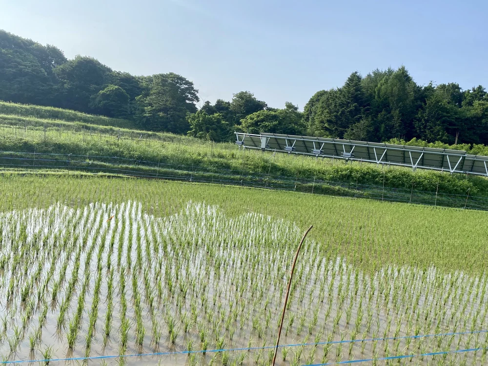 Wet Rice Paddy