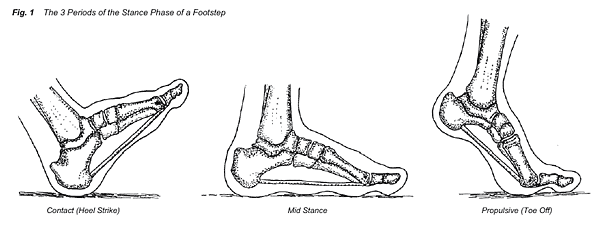 plantar1.gif