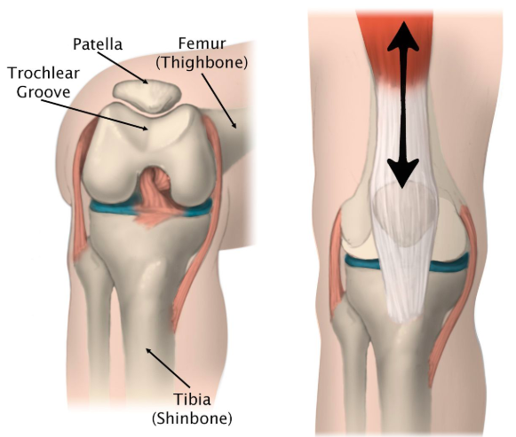 Internal Rotation Of Knee Tibial Internal Rotation