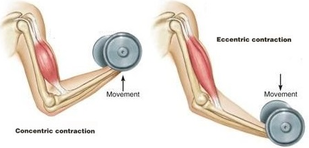 Quadratus Lumborum Muscle Strain