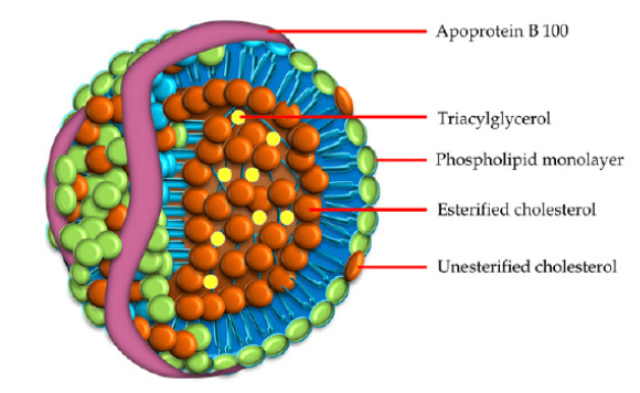 “Bad Cholesterol” - The Truth About LDL