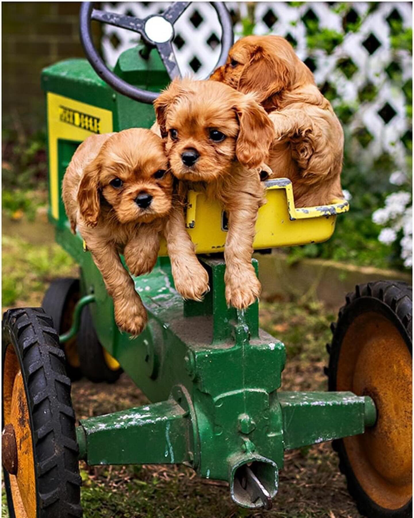 These sweet three are the last of their Cavalier King Charles Spaniel litter looking for their forever homes in Currituck!  If you have room in your heart and home for a new snugglebug and playmate, reach out to Kathie Foreman
252-722-4165 or k2forem