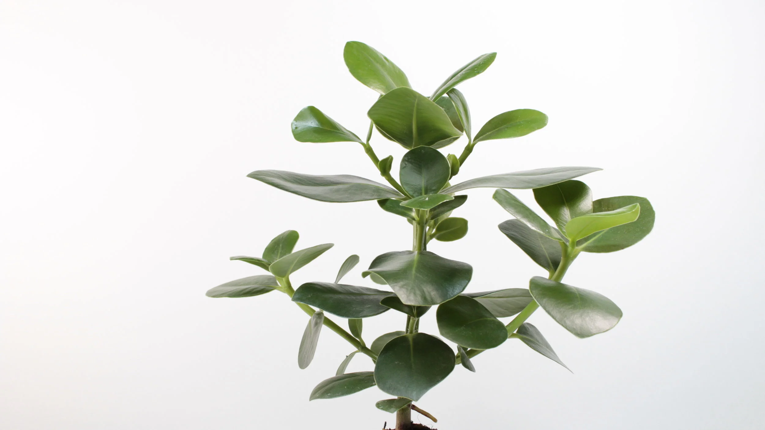 Leonie Bradner, Exhibiting Artist