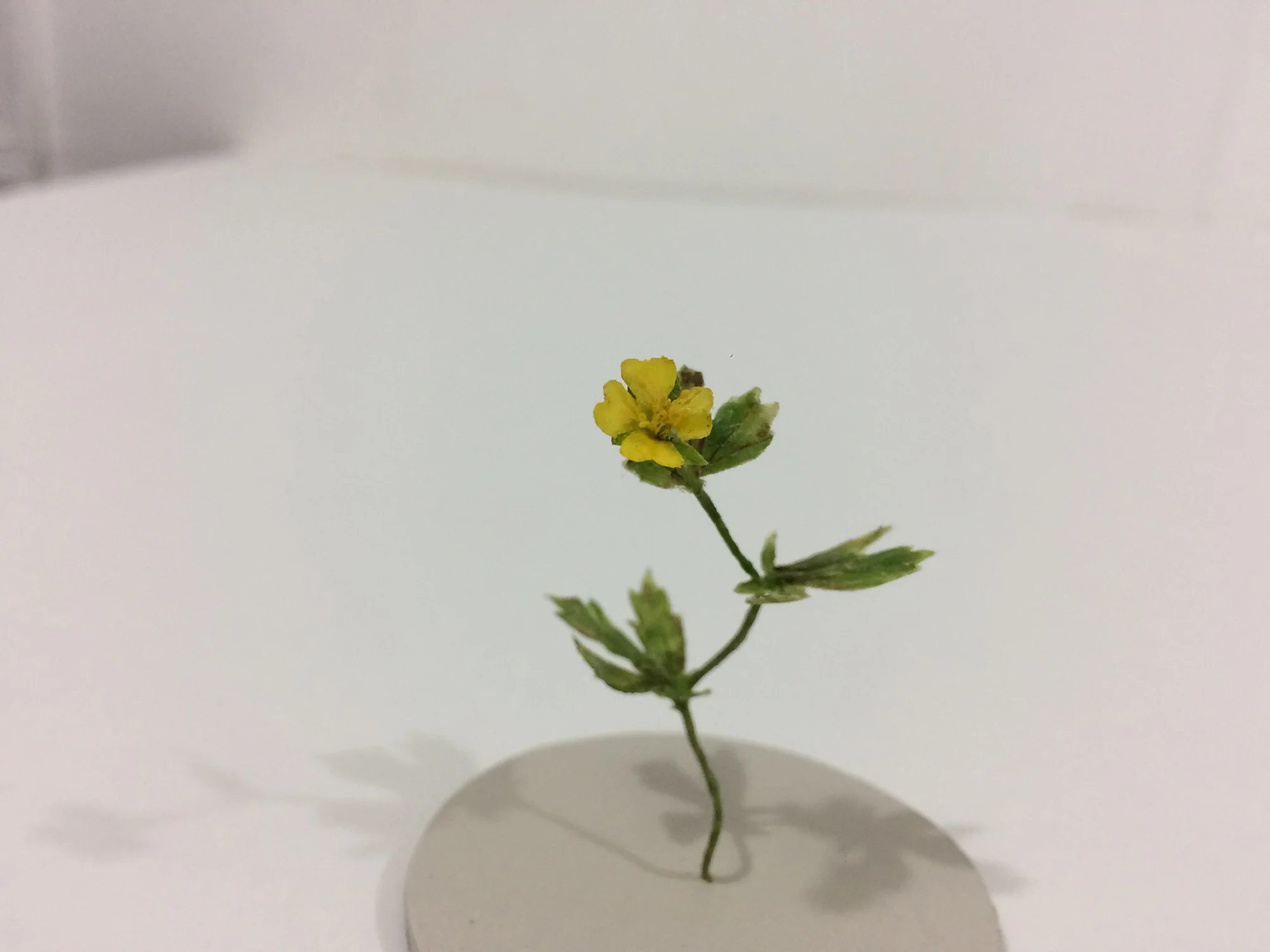 Tormentil, 2018, beeswax, pigment, wire, silk, linoleum, blown glass, 18 x 18 x 12cm , Morag Colquhoun.