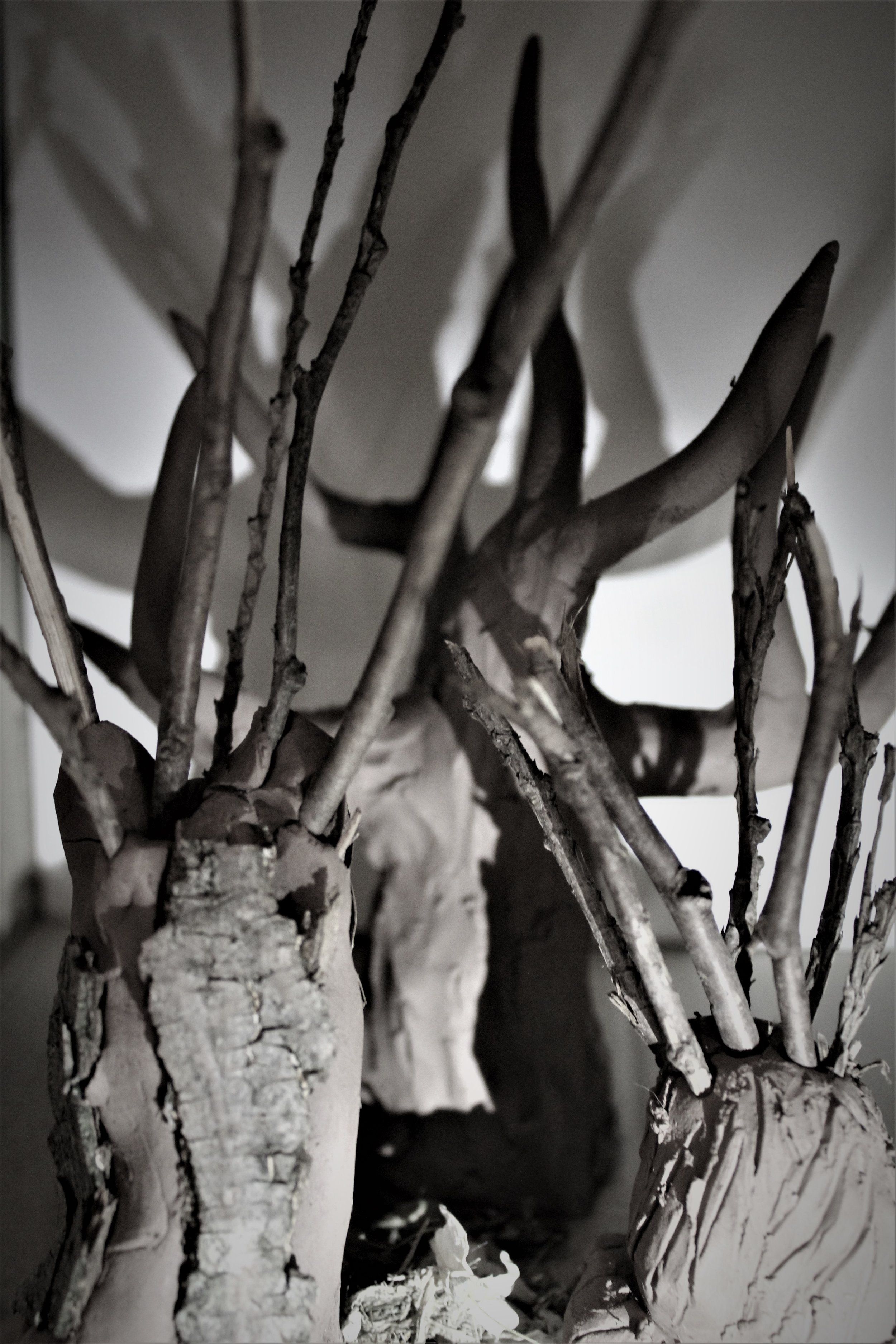 See the Wood for the Trees - b and w.jpg