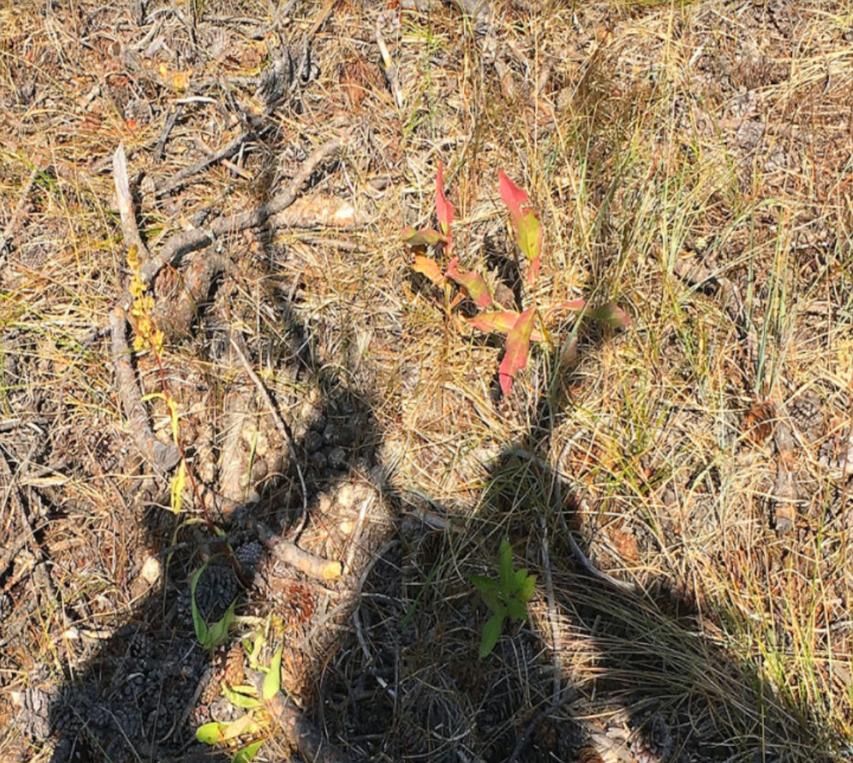 image © Luba Diduch, Sounds From The Biome